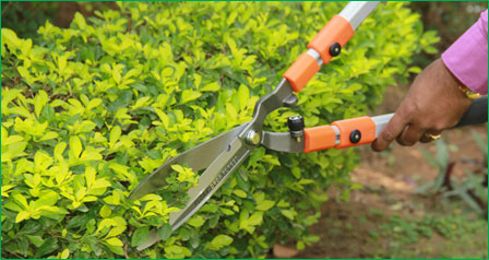 Hedge Shears