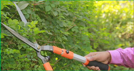 Hedge Shears